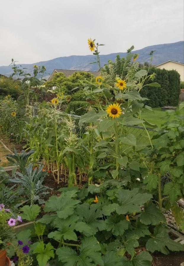 Global Village Permaculture Bnb Oliver Eksteriør bilde